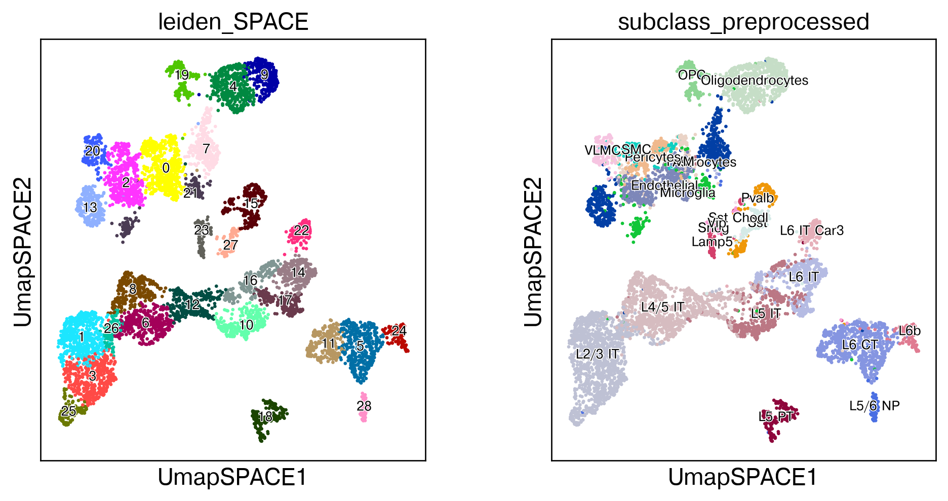 ../_images/tutorial_spatial_celltype_slice153_15_1.png